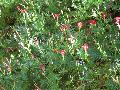 Cypress Vine / Ipomoea quamoclit